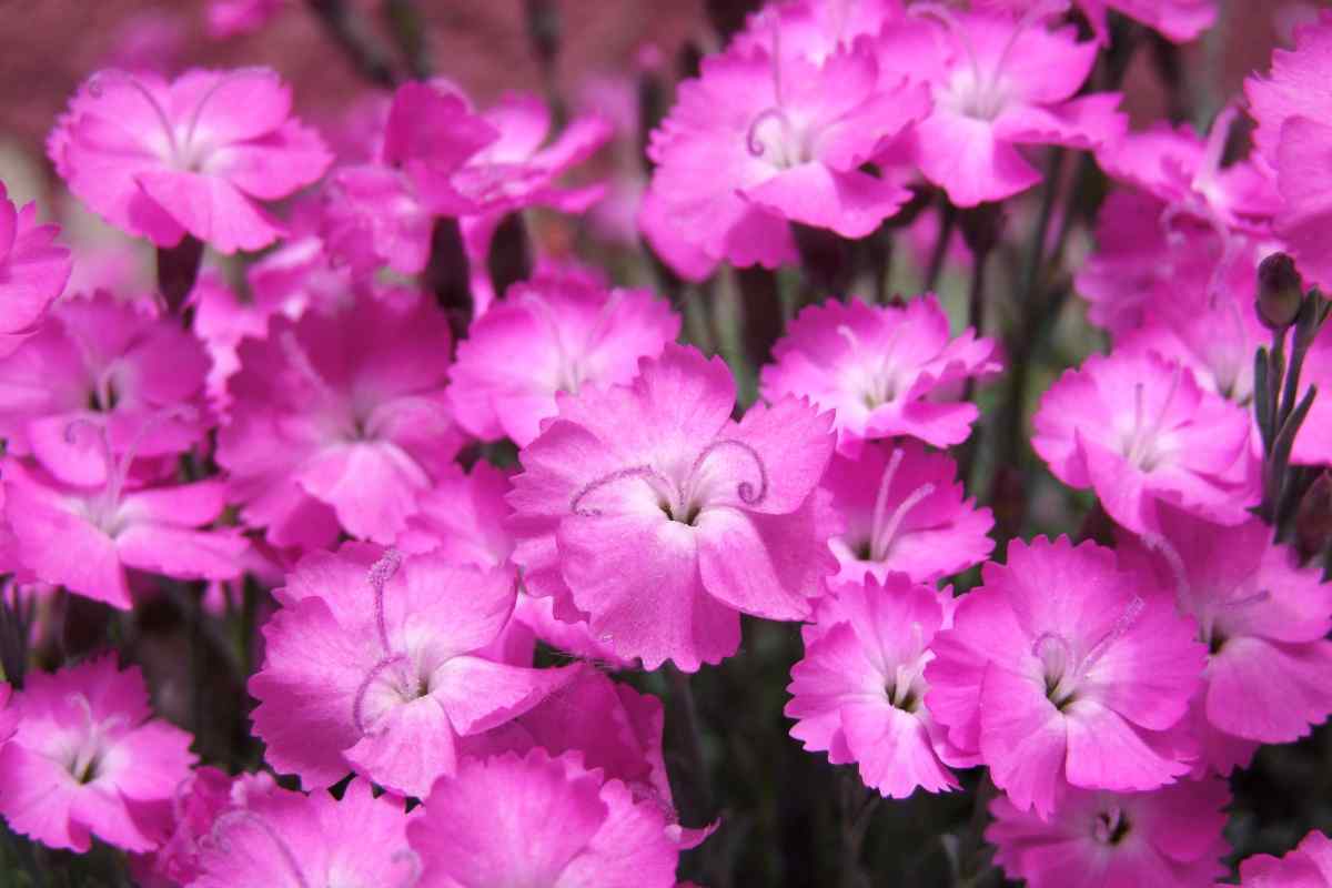 pianta perfetta per abbellire il tuo giardino