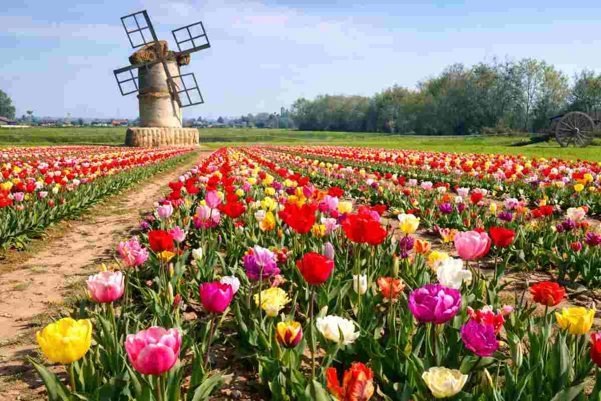campi di tulipani olandesi in italia