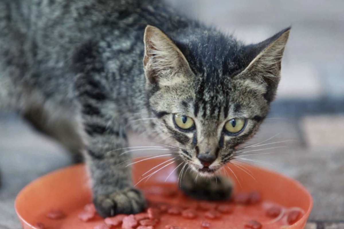 Non è capriccio, né disinteresse improvviso. Dietro questo comportamento si nasconde una logica precisa, che ha più a che fare