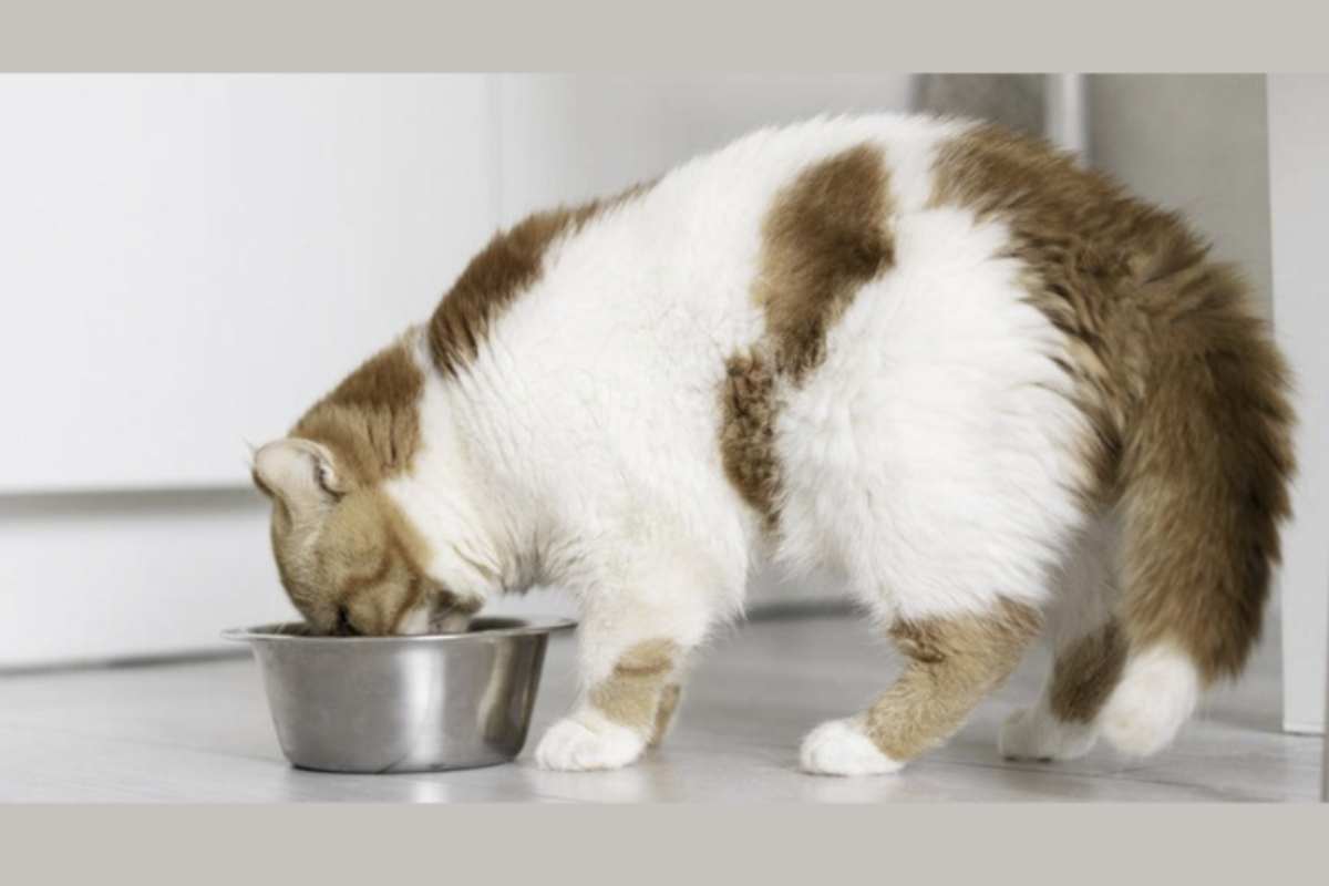 Non sempre però la spiegazione è così semplice. In alcuni casi entrano in gioco altri fattori, più legati all’ambiente o al benessere del gatto.